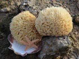 seasponge_s
